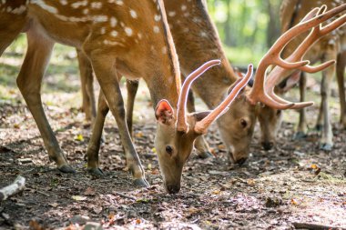 Erkek kırmızı geyik