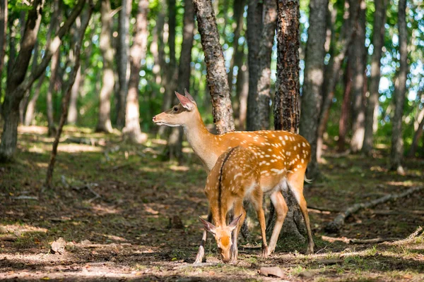 Female deer in the woods — Stock Photo, Image