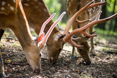 Erkek kırmızı geyik