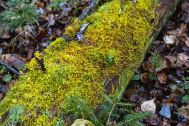 Soyut karahindiba çiçeği arka planı, yakın plan. Doğal arka planda büyük bir karahindiba. Sanat fotoğrafçılığı. Yumuşak odak.