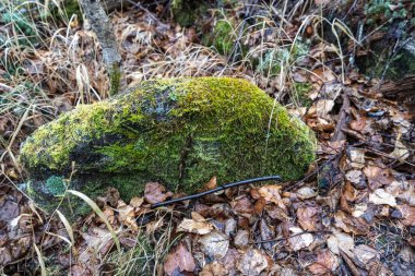 Soyut karahindiba çiçeği arka planı, yakın plan. Doğal arka planda büyük bir karahindiba. Sanat fotoğrafçılığı. Yumuşak odak.