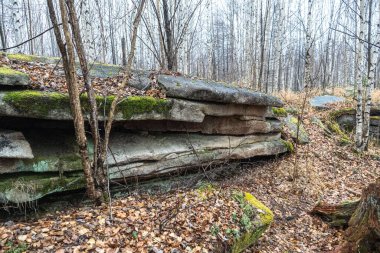 Anyu sütunları. Yosun ve zambaklarla kaplı güzel kayalık gri bir arka plan. Yüzey dağı uçurumuna yakın çekim.
