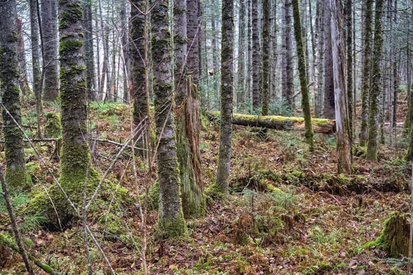 Δάσος υφή φόντο των δέντρων και της γης στις αρχές της άνοιξης με ήλιο - vintage πράσινο βλέμμα — Φωτογραφία Αρχείου