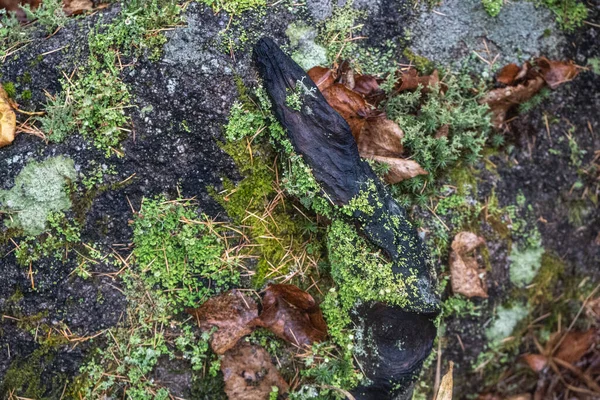 Soyut karahindiba çiçeği arka planı, yakın plan. Doğal arka planda büyük bir karahindiba. Sanat fotoğrafçılığı. Yumuşak odak. — Stok fotoğraf