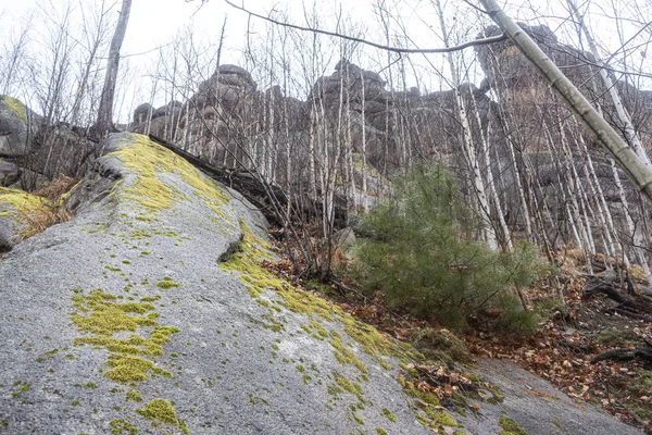 Anyu pillars . Beautiful rocky gray textured background with mosses and lichens. Surface mountain cliff close-up. — Stock Photo, Image