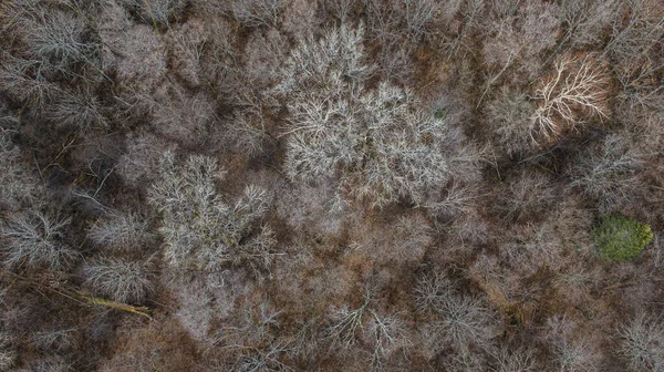 Повітряний вид на ліс Рамбуйє взимку. Дерева зверху. — стокове фото