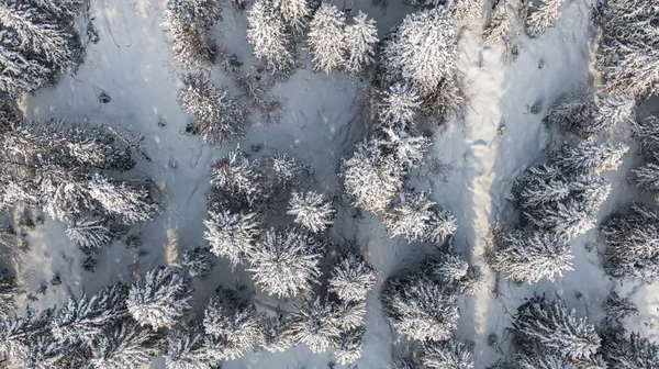 Bosque de invierno con árboles nevados, vista aérea. Naturaleza invernal, paisaje aéreo con río congelado, árboles cubiertos de nieve blanca — Foto de Stock