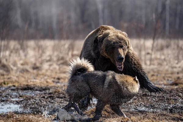Björn och hund. hunden attackerar och biter björnen — Stockfoto