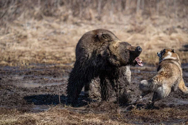 Björn och hund. hunden attackerar och biter björnen — Stockfoto