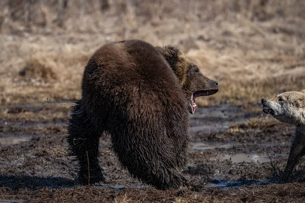 Bear and dog . the dog attacks and bites the bear —  Fotos de Stock