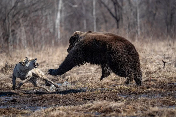 Beer en hond. de hond valt aan en bijt de beer — Stockfoto