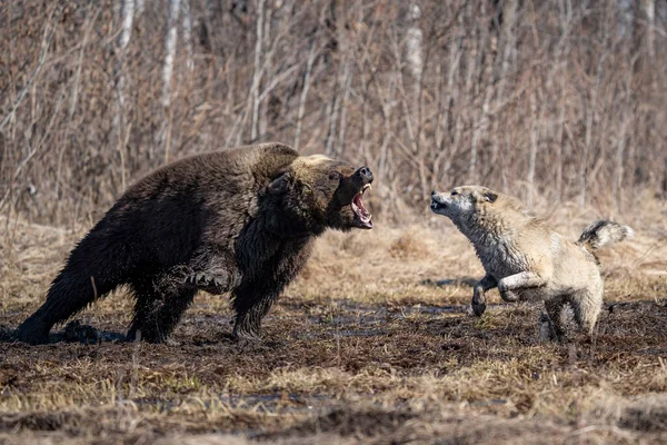 Bear and dog . the dog attacks and bites the bear — стоковое фото