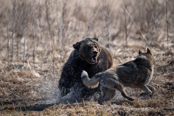 Beer en hond. de hond valt aan en bijt de beer — Stockfoto