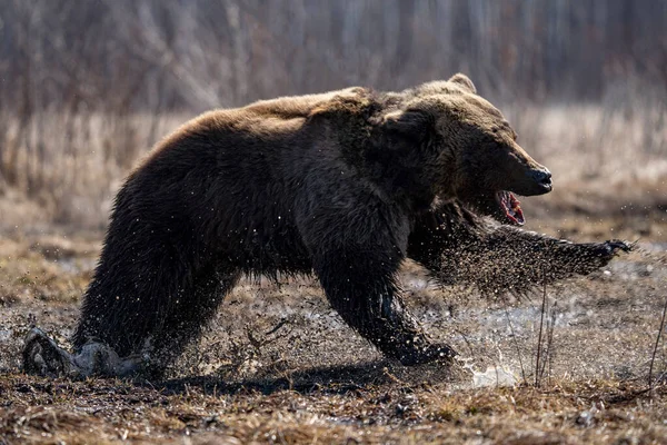 Brun björntunga hängande — Stockfoto