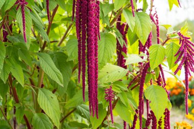 Bahçede yaz çiçekleri açıyor. farklı renkte çiçekler