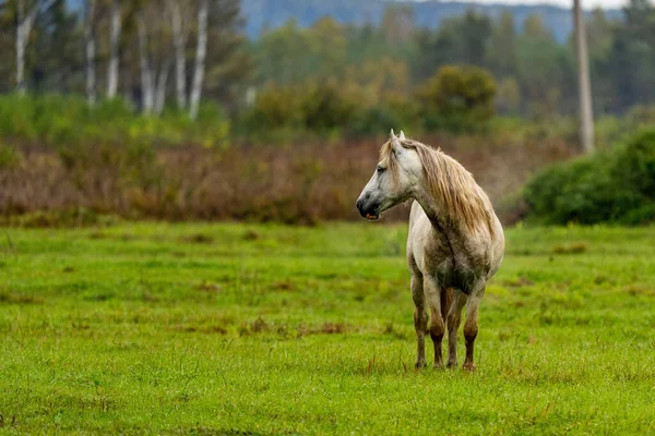 Een witje en bruin paard eet bladeren van een boom verborgen — Stockfoto