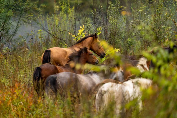 Een witje en bruin paard eet bladeren van een boom verborgen — Stockfoto