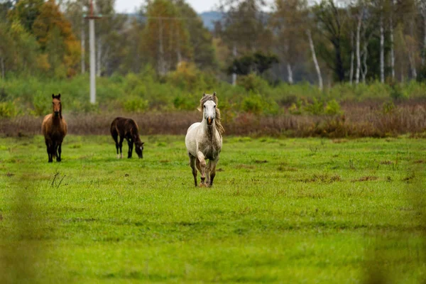 Een witje en bruin paard eet bladeren van een boom verborgen — Stockfoto