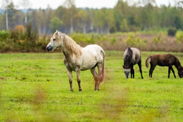 Een witje en bruin paard eet bladeren van een boom verborgen — Stockfoto