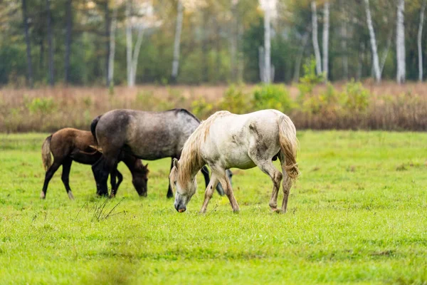 Een witje en bruin paard eet bladeren van een boom verborgen — Stockfoto