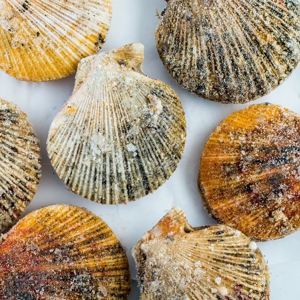 Carne congelada de conchas de vieiras — Fotografia de Stock