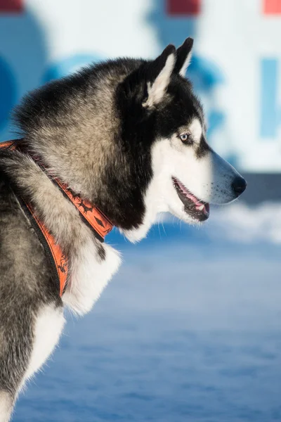 Schattig grappig hond hasky hardlopen in de winter — Stockfoto