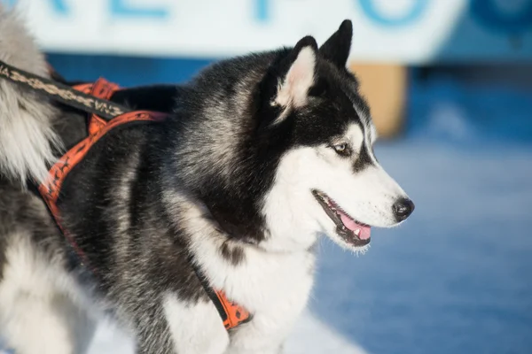 Schattig grappig hond hasky hardlopen in de winter — Stockfoto