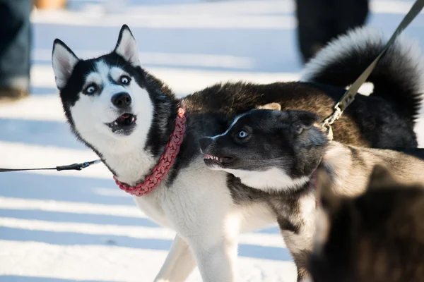 Schattig grappig hond hasky hardlopen in de winter — Stockfoto