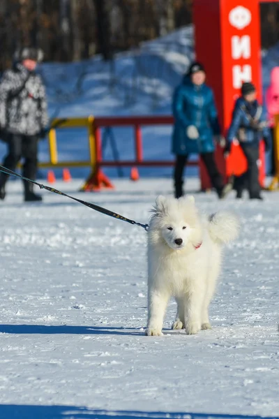 Lindo divertido perro hasky corriendo en invierno —  Fotos de Stock