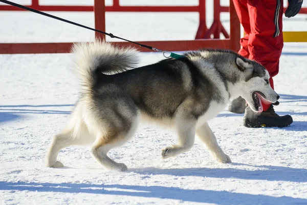 Schattig grappig hond hasky hardlopen in de winter — Stockfoto