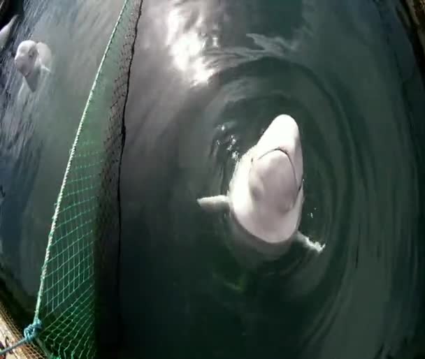 Delfinporträt, in einem geschlossenen Gehege — Stockvideo