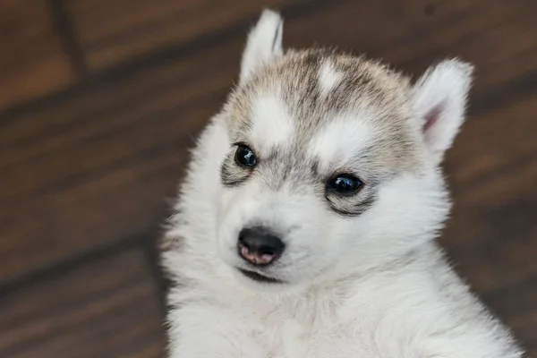Chiot Husky Siberien Aux Yeux Bleus Domestiques Espace Stock Photo