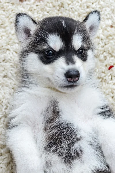 Chiot Husky Siberien Aux Yeux Bleus Gris Posant Stock Photo
