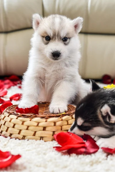 Chiot Husky Siberien Aux Yeux Bleus Animaux De Compagnie Portrait Stock Photo