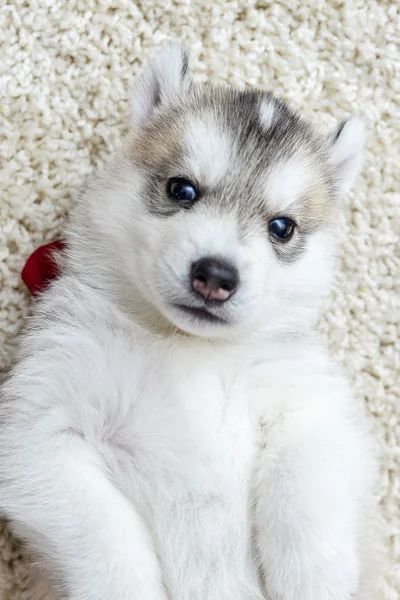 Chiot Husky Siberien Aux Yeux Bleus Gris Posant Stock Photo