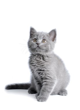 Beyaz arka planda İngiliz kedi yavrusu