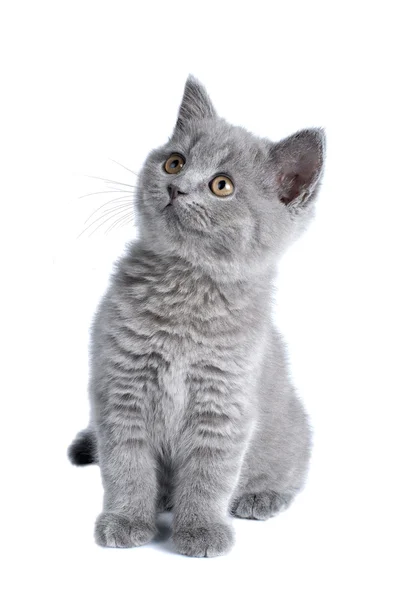 Beyaz arka planda İngiliz kedi yavrusu