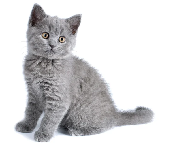 Beyaz arka planda İngiliz kedi yavrusu