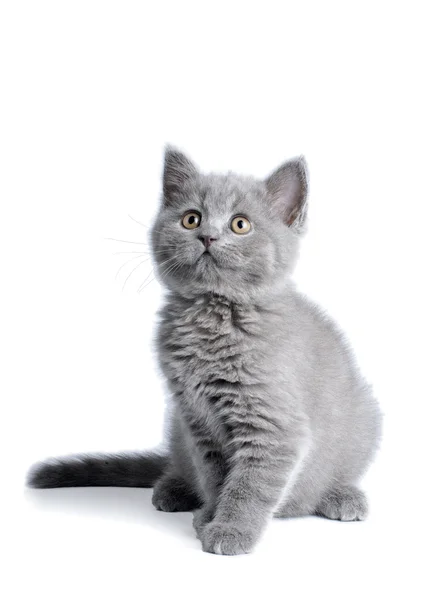 Britisches Kätzchen auf weißem Hintergrund Stockbild