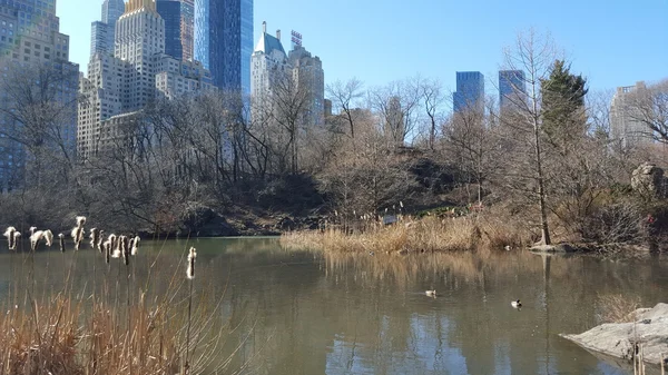 Central Park w Nowym Jorku, Ny, Usa — Zdjęcie stockowe