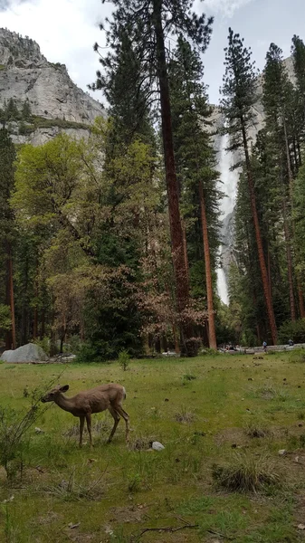 Yosemite Park, USA — Stock Photo, Image