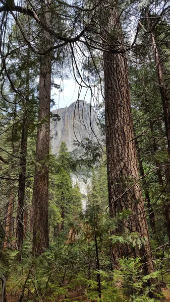 Yosemite Park, USA — Stock Photo, Image