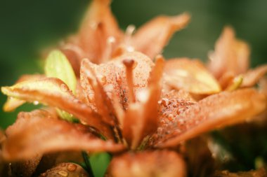 Beautiful Lily Flowers Wallpaper