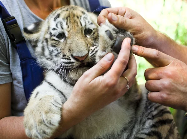 Veterinären kontrollera unga tiger(2 m) i zoo Stockfoto