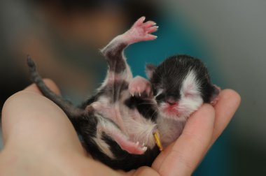 Yeni doğmuş yavru hayvan hastalıklarıyla ilgili klinik