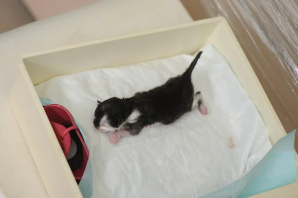 Newborn kitten in veterinary clinic — Stock Photo, Image