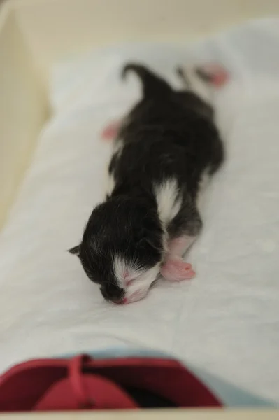 Chaton nouveau-né en clinique vétérinaire — Photo