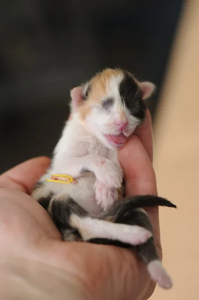 Nyfödd kattunge i veterinärklinik — Stockfoto