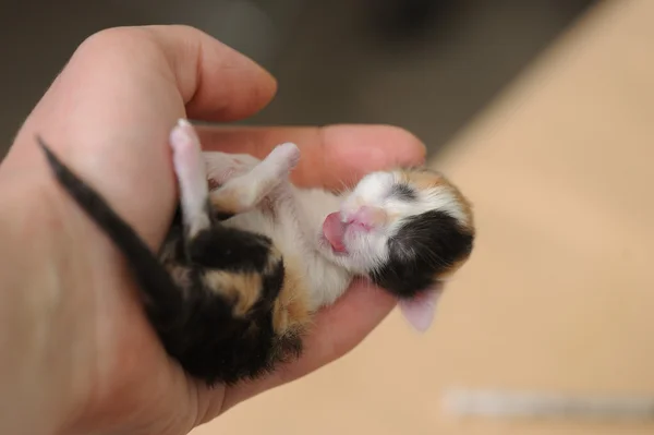 Nyfödd kattunge i veterinärklinik — Stockfoto