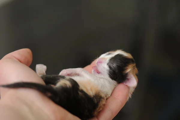 Novorozené kotě ve veterinární klinice — Stock fotografie